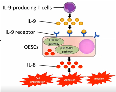 yosuke tarumi教授介紹了輔助t細胞通過釋放il9而誘導em的炎症反應.